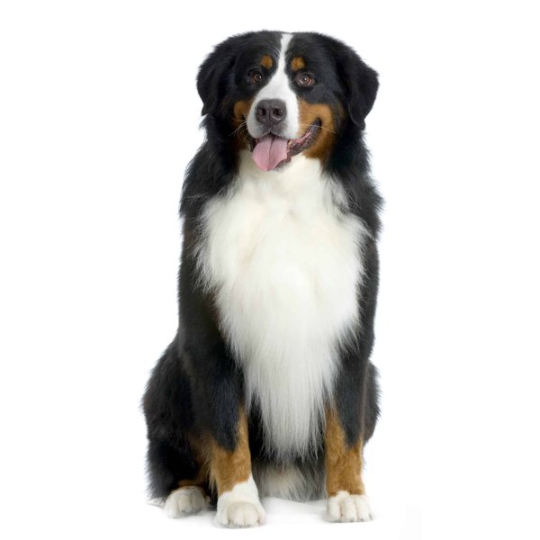 How to Develop a Consistent Grooming Routine for Long-Haired Dogs?